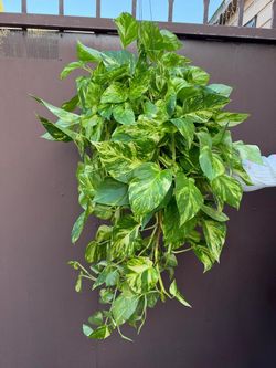 6” patricio pothos