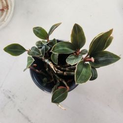 Houseplant 