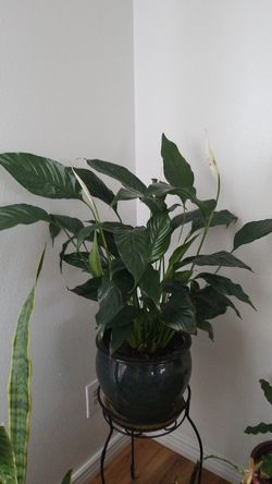 White Premium Sympathy Peace Lily - Indoor Plants House