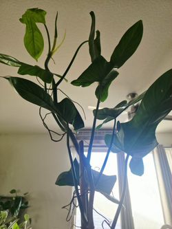 Philodendron Billietae 