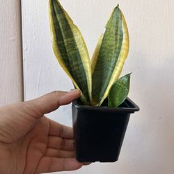 Snake Plant Read Description 