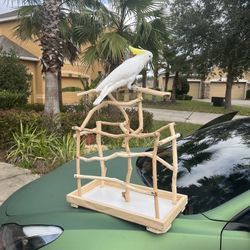 Parrot Table Top Stand - Bird Tree 