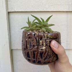 Aloe Hybrid 