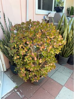 Jade Plant