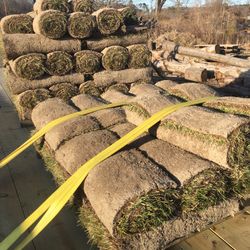 Fescue Sod