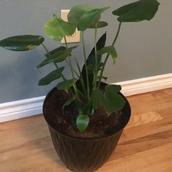 Plant