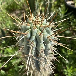 Browningia Hertlingiana Blue Cactus