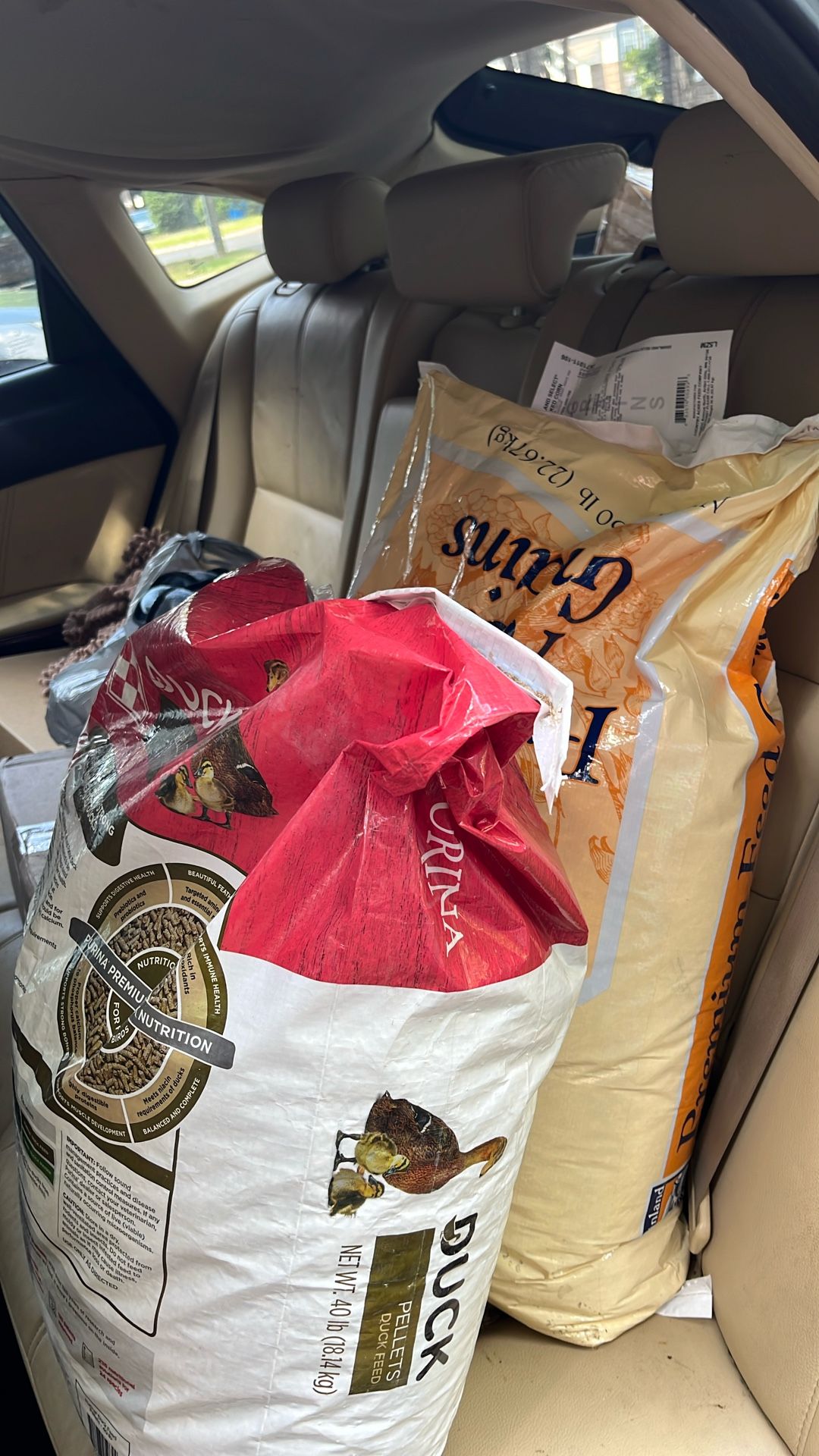 Free Corn And Duck Feed