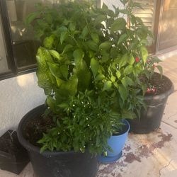 Habanero With Jalapeño And Lilly Cala All Together