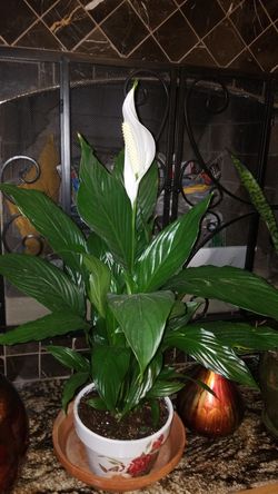 White Premium Sympathy Peace Lily Sansevieria Laurentii Snake Plant each $100