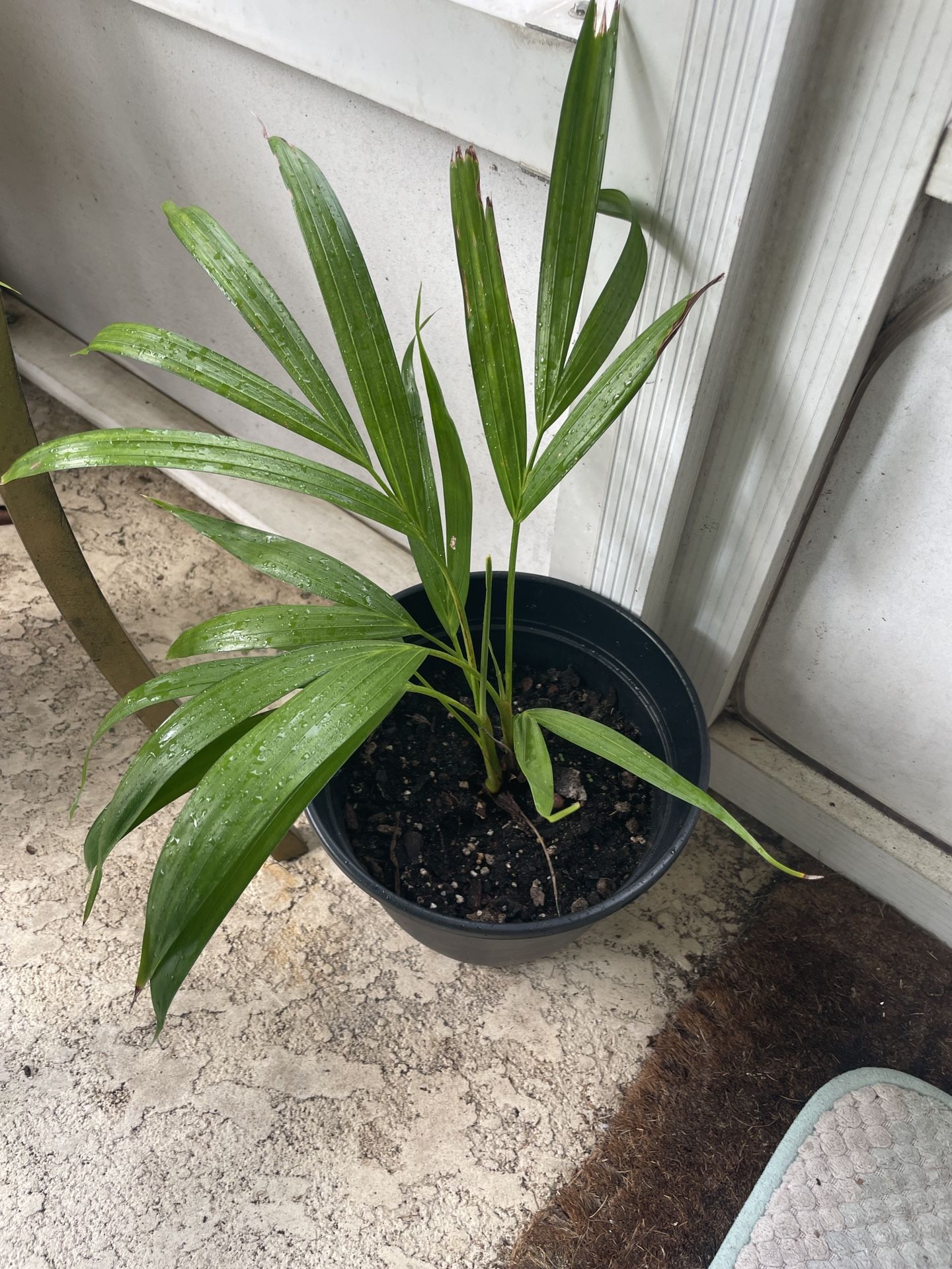 Palm Plant
