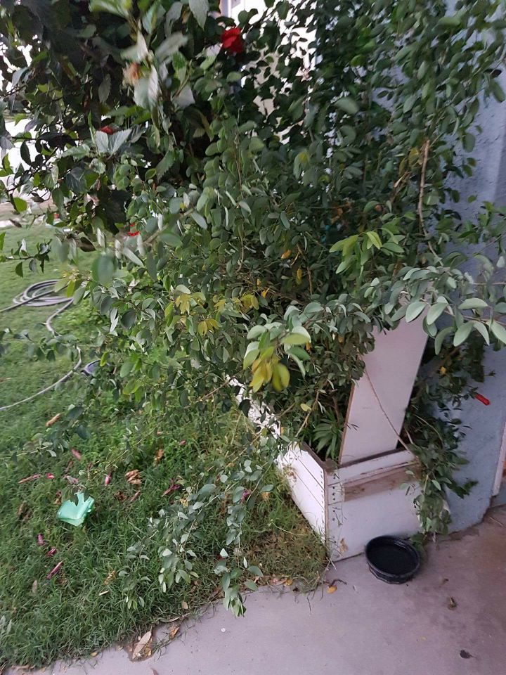 guamuchiles tree