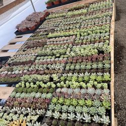 2” Succulents $1.35 Each $63 For Tray Of 64 Plants 