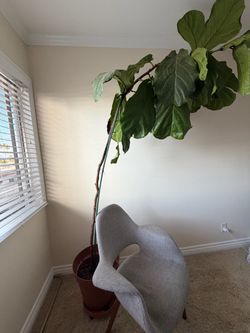 fiddle leaf fig tree