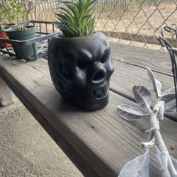 Skeleton Mug With Succulent 