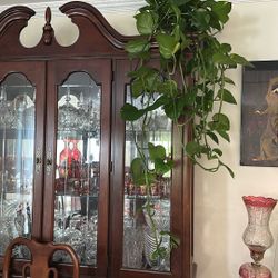 Moving Very Large Plant Very Fresh And Healthy 