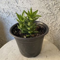 6 Inch Pot Succulent Aloe Plant - Aloe Juvena Tiger Tooth - Rooted & Established - Drought Resistant - 🪴