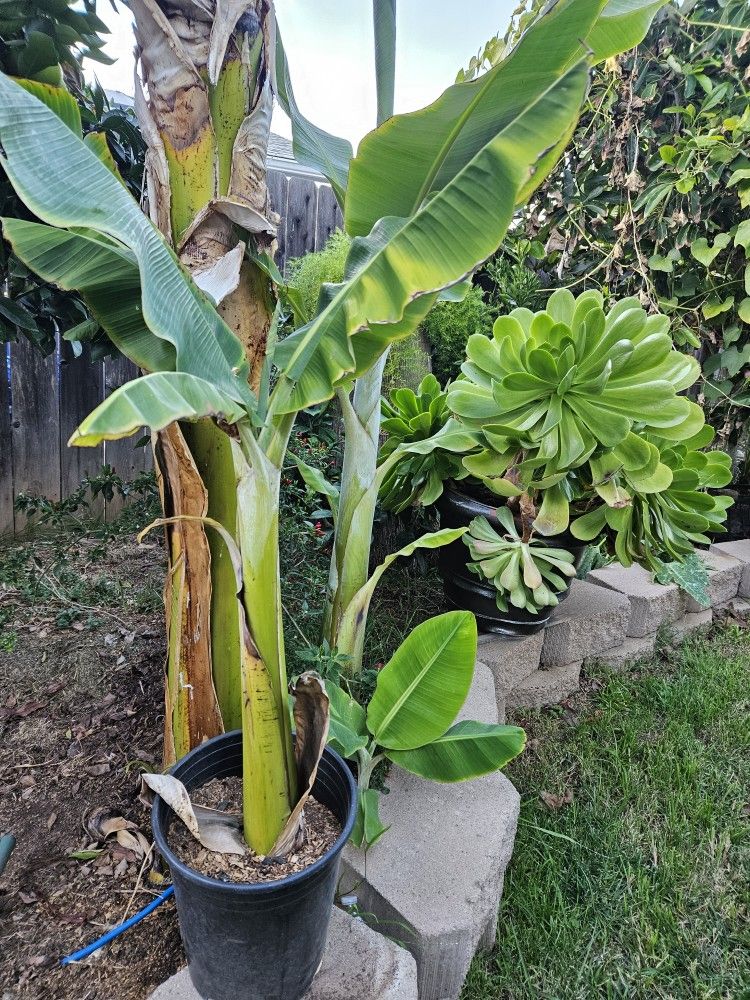 Aple Banana Plant Manzano