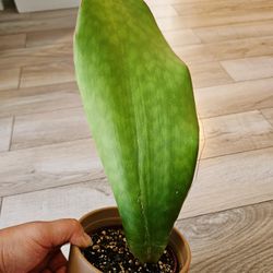 Snake Plant 