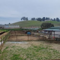 Open stalls/paddock/pasture For Horses