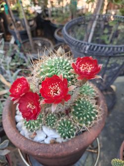 Beautiful cactus.