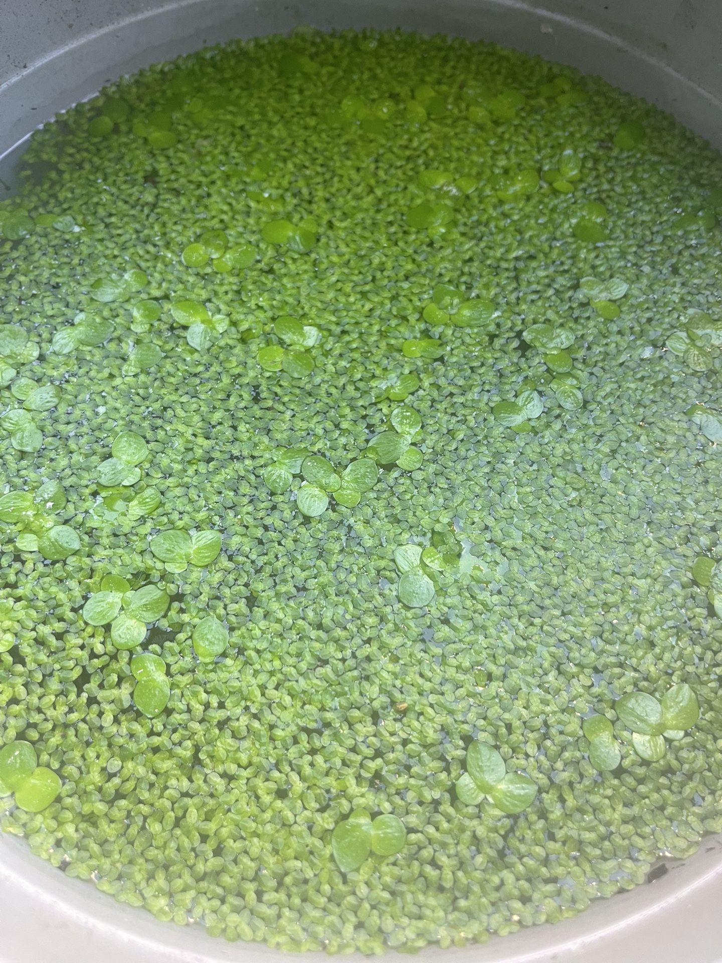 duckweed $2