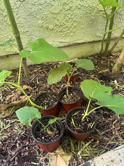 Hoja Santa (Mexican pepper leaf)