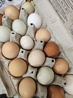 Farm Fresh Eggs