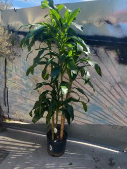 Plant