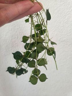 Hoya Curtisii Plant Cuttings
