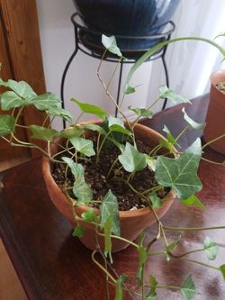 English Ivy Hedera Helix Air Purification Plant