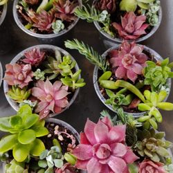 Sempervivum Sampler Cups