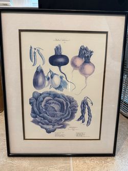 Framed Botanical Vegetable Print Vilmorin-Andrieux 1870