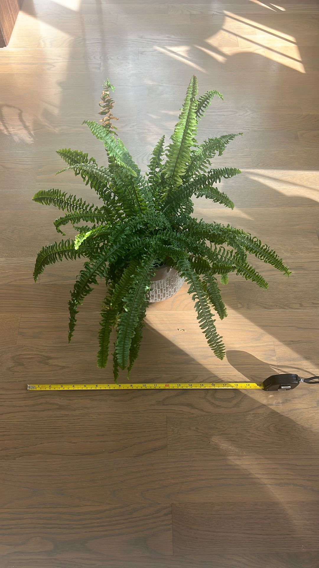 Fern With Planter Included