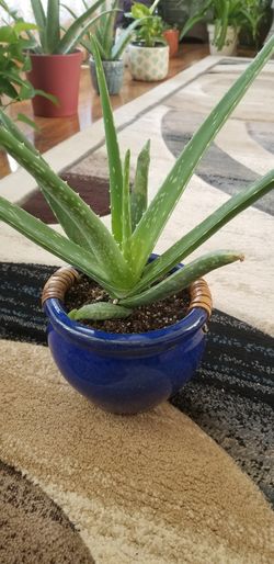 Aloe vera Healthy and best air purifying house plant in the new pot