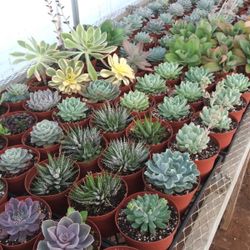 Succulent Plants