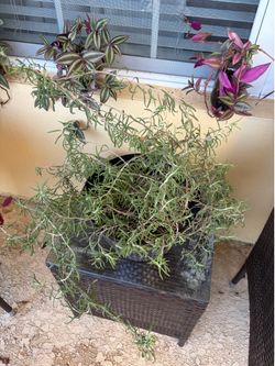 Rosemary plant