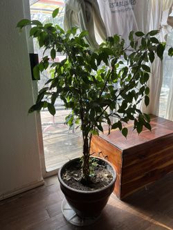 4ft Ficus Tree 