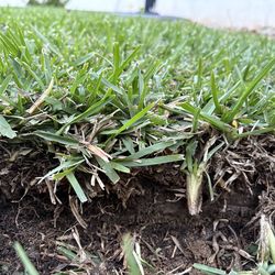 St Augustine Grass Plugs