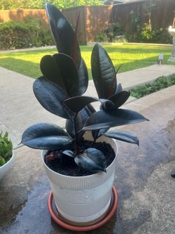 Rubber Plant in White Pot