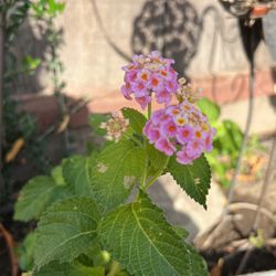 Lantana 