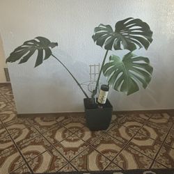 Beautiful Planted monstera 