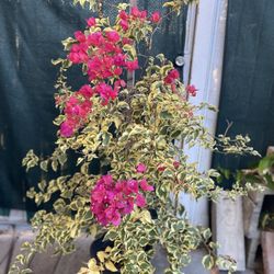 Bougambilea Variegated Leaves Plant, In 5 Gallons Pot Pick Up Only