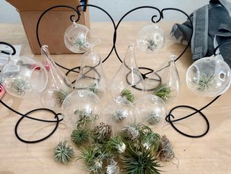 AIRPLANTS