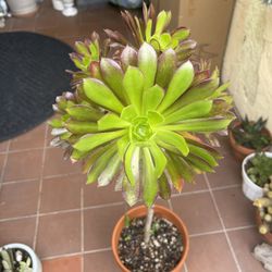 Tall Succulent Plant 