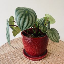 Watermelon Pepperomia Plants