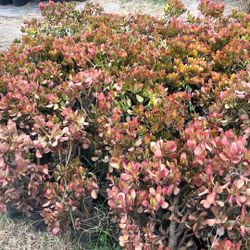 Jade Plant 