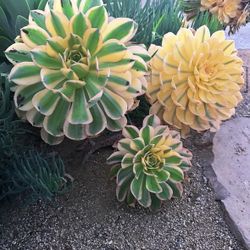 Variegated Aeonium Sunburst Succulent
