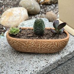 Succulents In Ceramic Planter