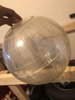 Giant rodent plastic ball